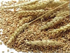 wheat