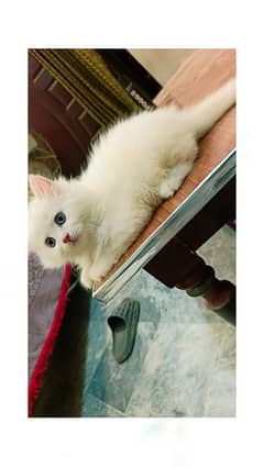 Male persion kitten