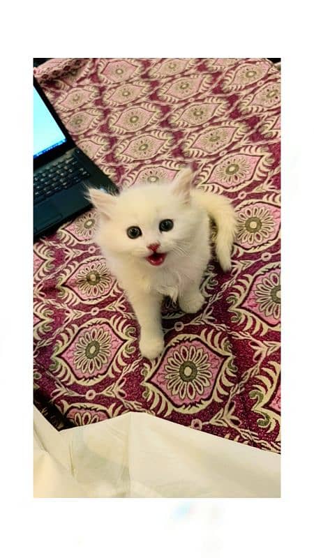 Persion kittens pair 2