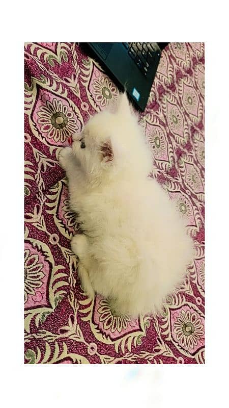 Persion kittens pair 3