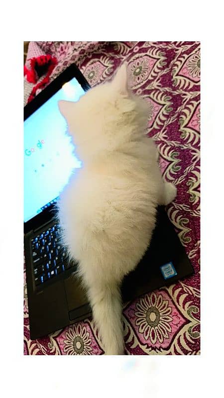 Persion kittens pair 4