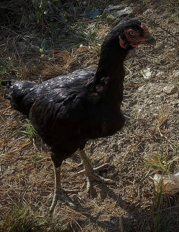black aseel madi A1 quality 1
