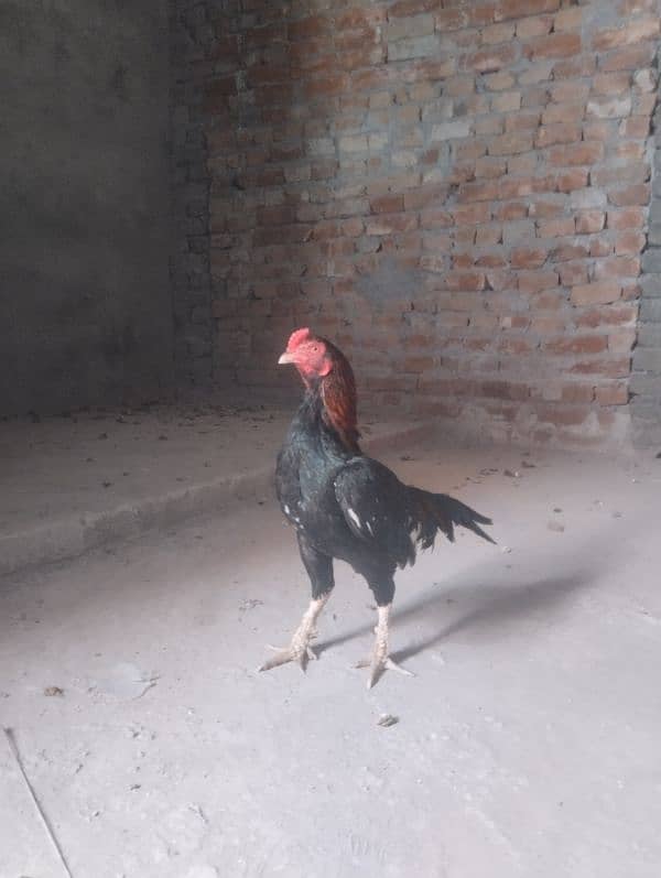 Top quality Aseel male for sale 0