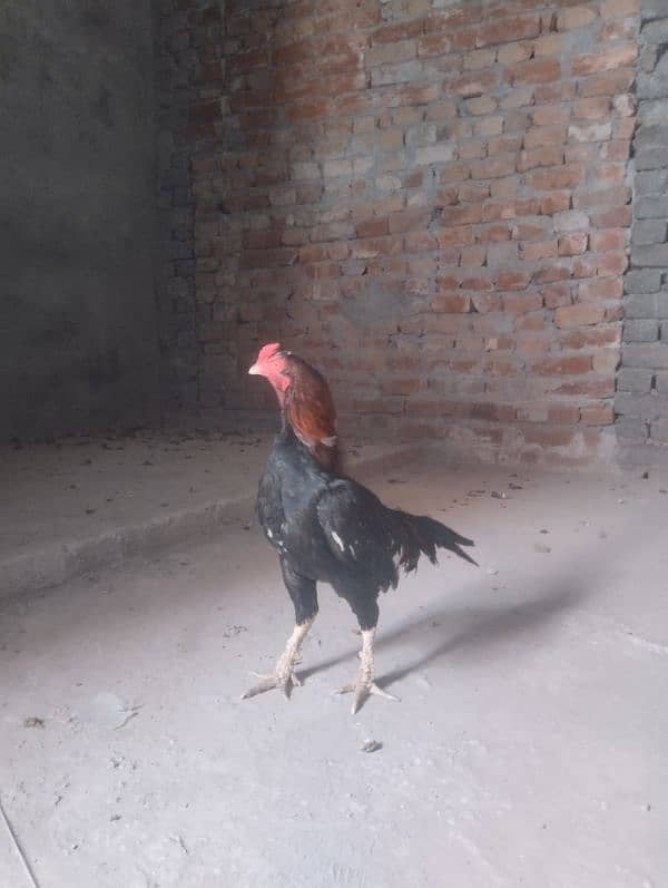 Top quality Aseel male for sale 1