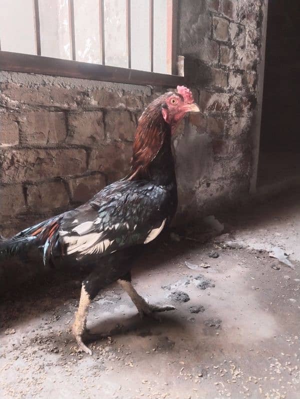 Top quality Aseel male for sale 2