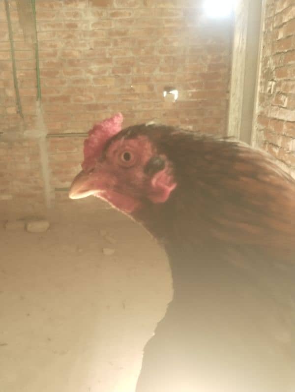 Top quality Aseel male for sale 3