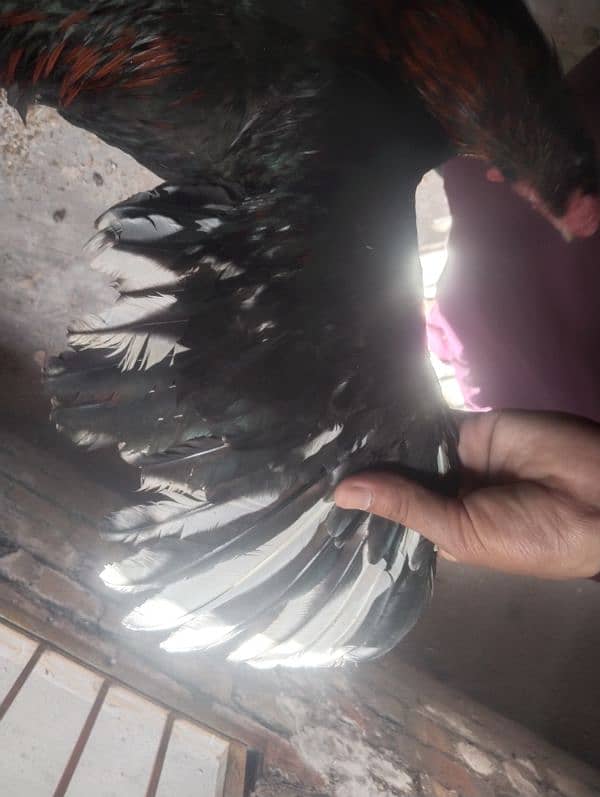 Top quality Aseel male for sale 5
