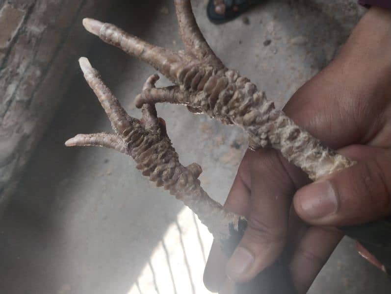 Top quality Aseel male for sale 6
