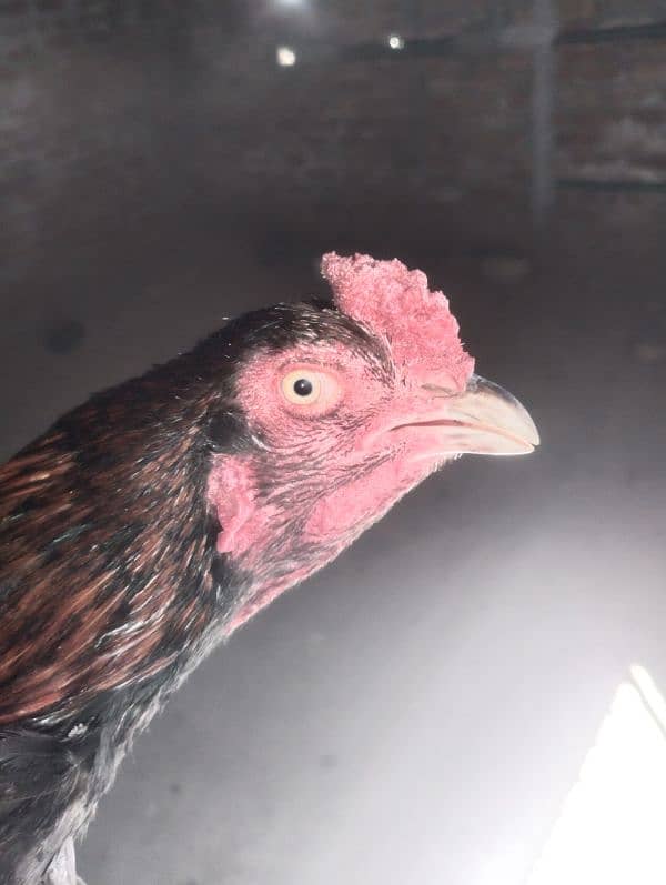 Top quality Aseel male for sale 7