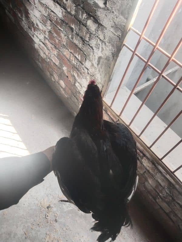 Top quality Aseel male for sale 8