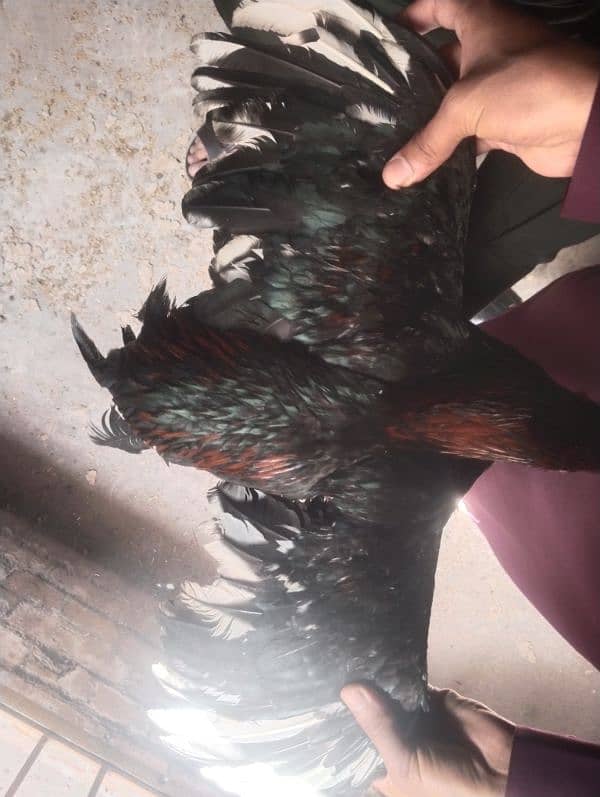 Top quality Aseel male for sale 9