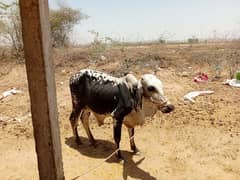 cow make female janwar gya