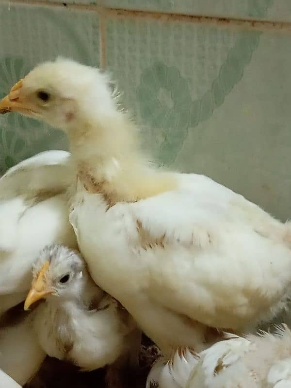 white heavy buff chicks and white bantam chicks 1