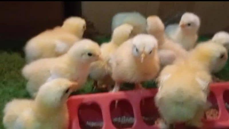 white heavy buff chicks and white bantam chicks 2