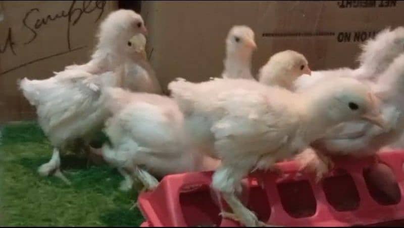 white heavy buff chicks and white bantam chicks 3