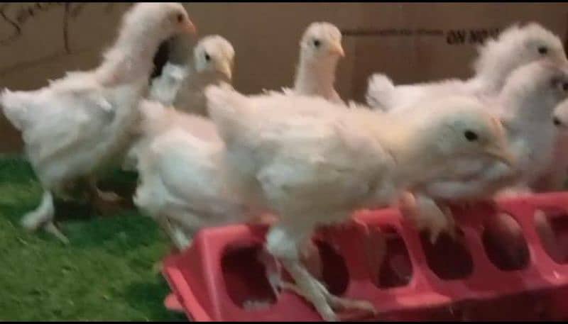 white heavy buff chicks and white bantam chicks 4