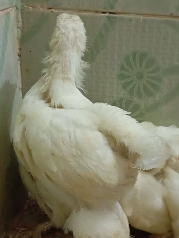 white heavy buff chicks and white bantam chicks 5