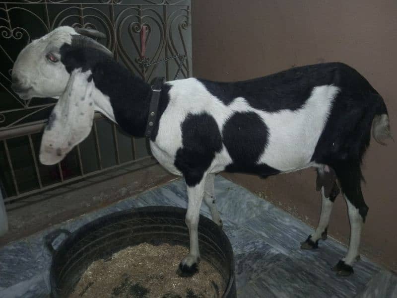 Fit goat 0