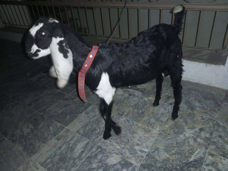 Fit goat 3