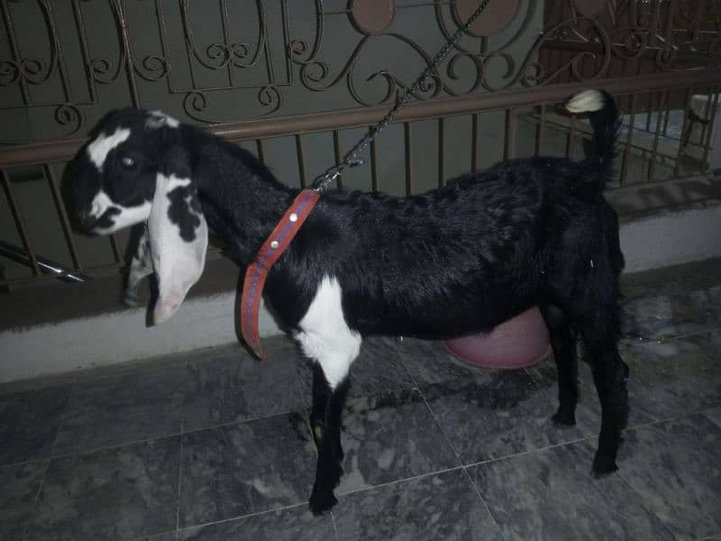 Fit goat 4
