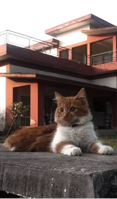 parsian male triple coat cat for sale