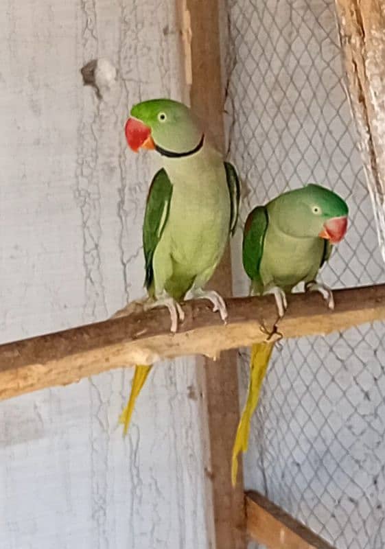 Raw Breeder pair Tamed Female 0