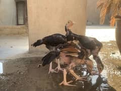 Chicks For Sale 3 Months Age Full Active
