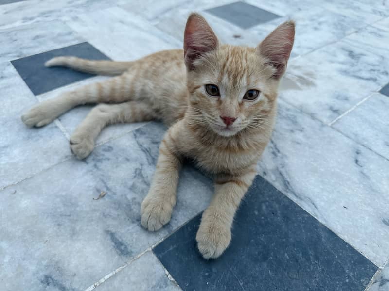 Cats for adoption 1