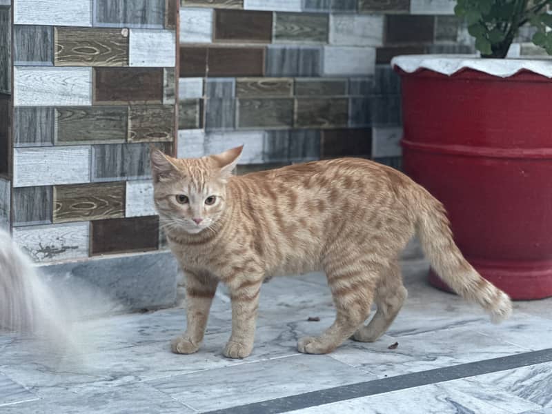 Cats for adoption 3