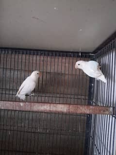 Albino