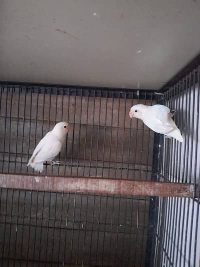 Albino split red eye Breeder pair