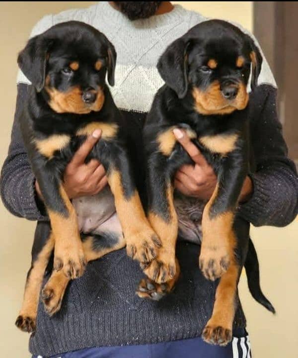 (0327-2662853) Top Quality Puppies Available 0