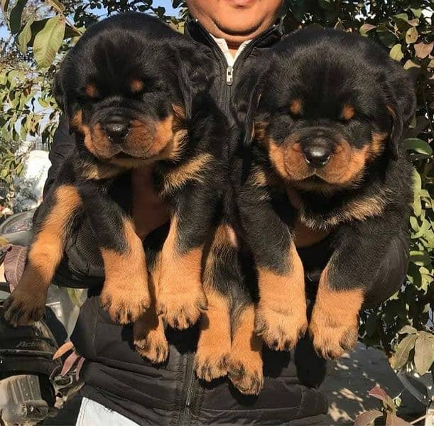 (0327-2662853) Top Quality Puppies Available 1