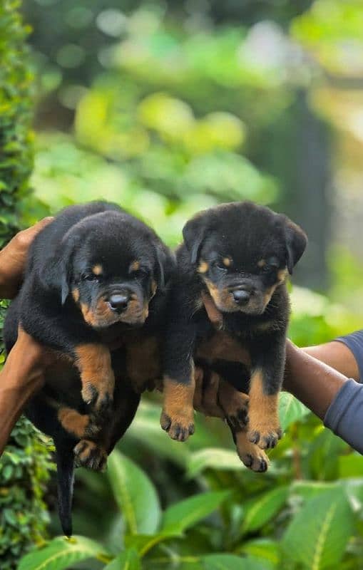 (0327-2662853) Top Quality Puppies Available 2