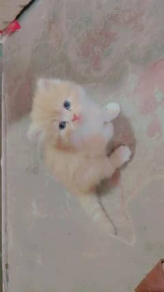 semi punch face three cotted kitten available. 03038601448