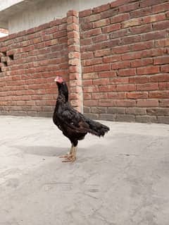 Mianwali