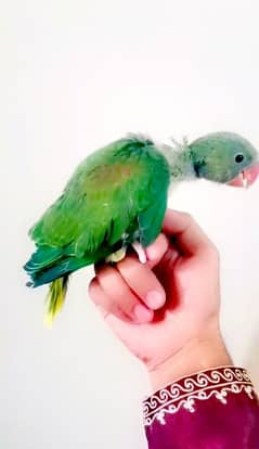 Alexander