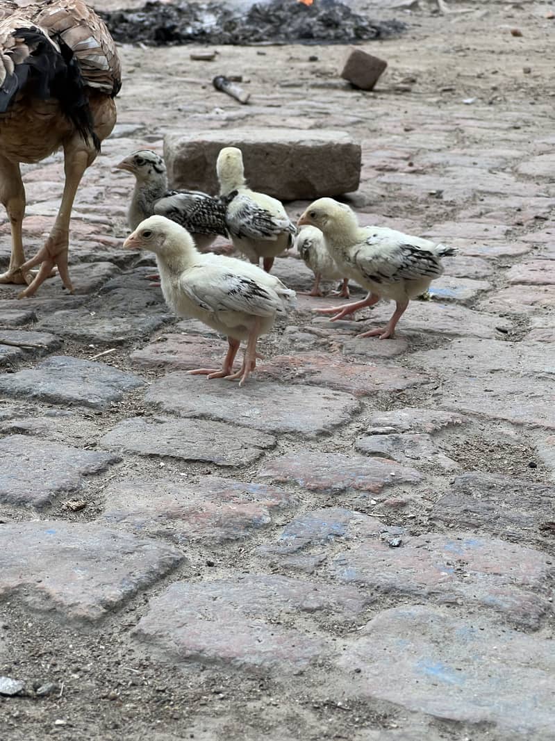 Chicks for sale 0