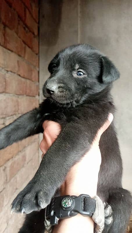 black gsd 0