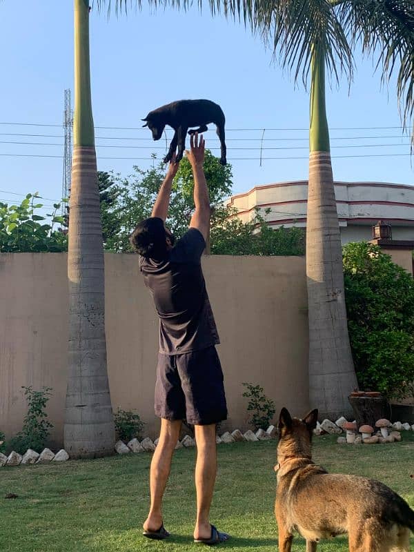black gsd 1