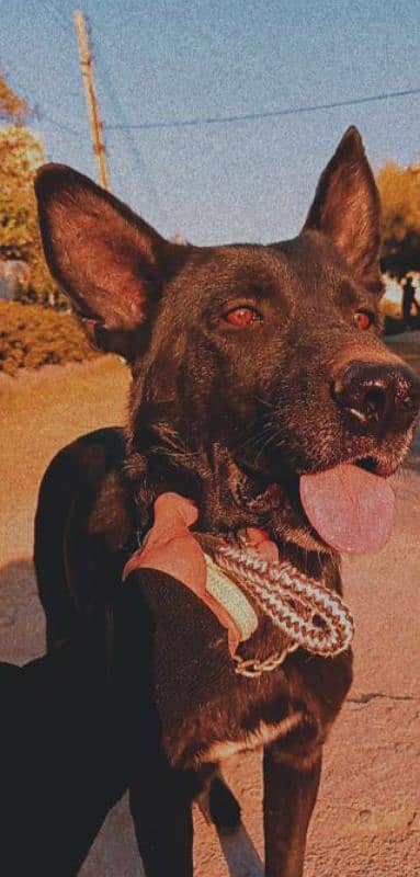 black gsd 2