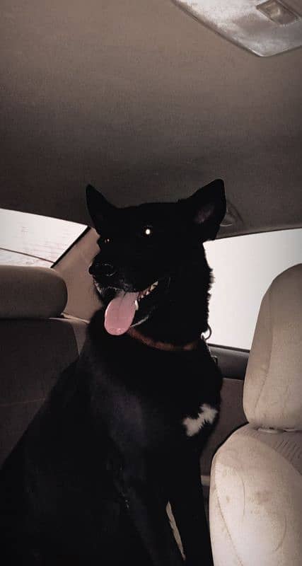 black gsd 3
