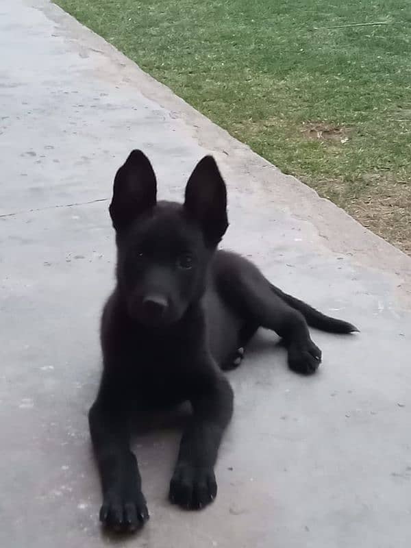 black gsd 4