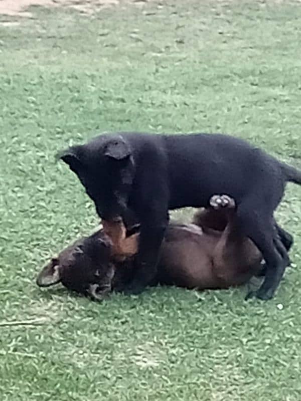 black gsd 5