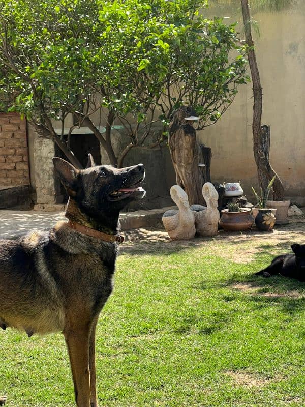 black gsd 6
