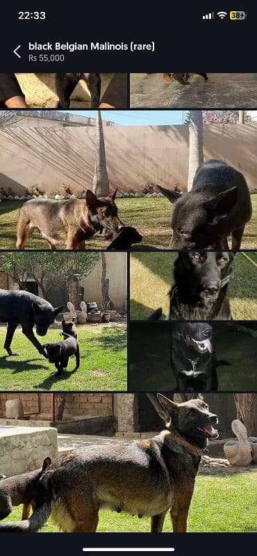 black gsd 8