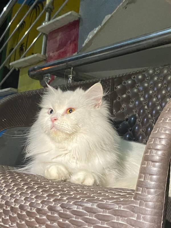 Sweety - Friendly Cat for Sale 0