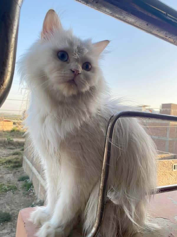 Sweety - Friendly Cat for Sale 1