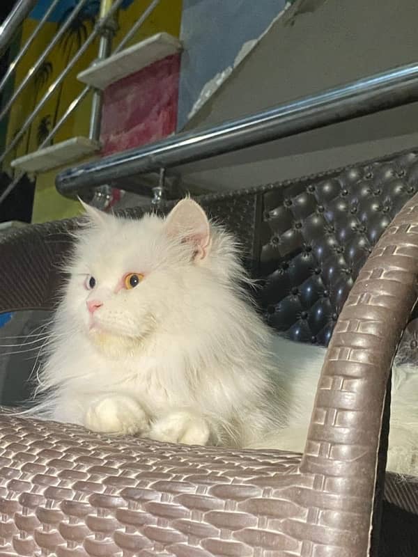 Sweety - Friendly Cat for Sale 2