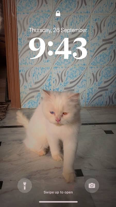Sweety - Friendly Cat for Sale 3